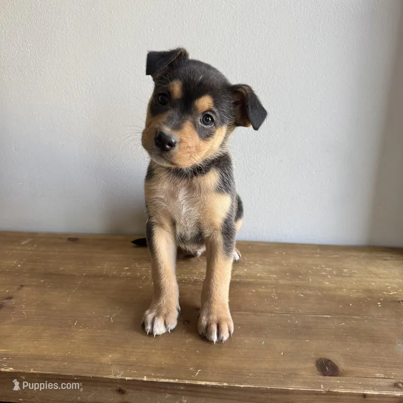 Benny – Australian Shepherd, Border Collie puppy for sale in Chesterfield, MI