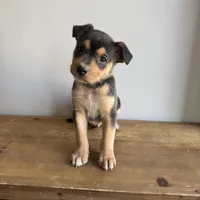 Benny, a male Australian Shepherd and Border Collie for sale in Chesterfield, MI – Photo 1 of 4