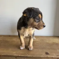 Benny, a male Australian Shepherd and Border Collie for sale in Chesterfield, MI – Photo 2 of 4