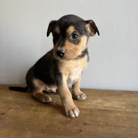 Benny, a male Australian Shepherd and Border Collie for sale in Chesterfield, MI – Photo 4 of 4