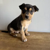 Benny, a male Australian Shepherd and Border Collie for sale in Chesterfield, MI – Photo 3 of 4