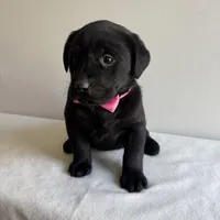 Khloe, a female Labrador Retriever for sale in Chesterfield, MI – Photo 2 of 4