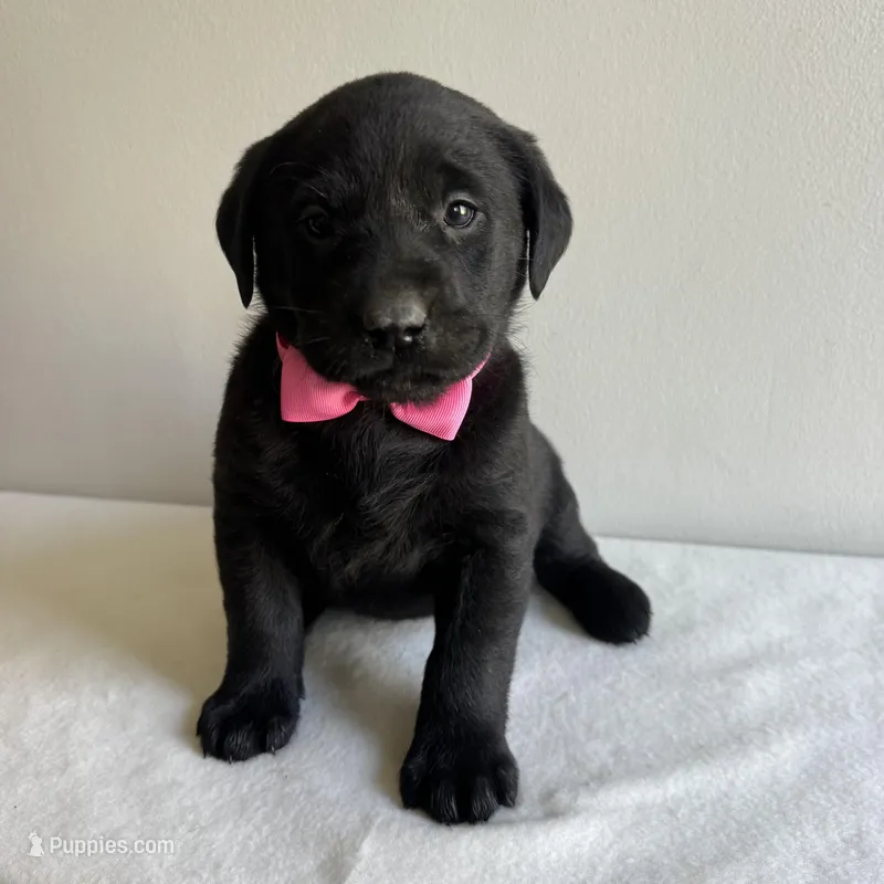 Khloe – Labrador Retriever puppy for sale in Chesterfield, MI