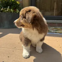 Phoebe , a female Miniature Australian Shepherd for sale in Chesterfield, MI – 2 of 5
