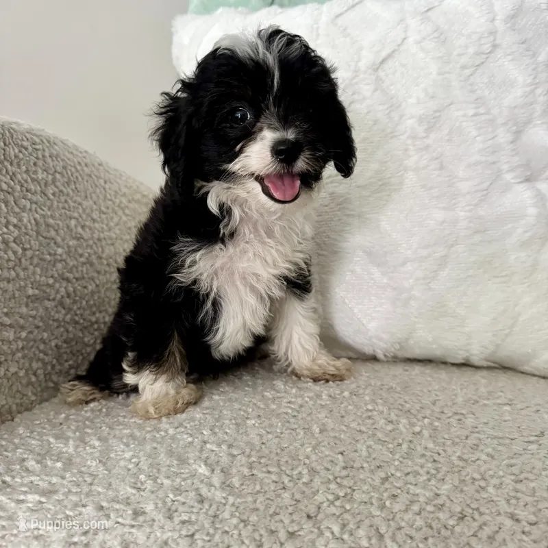 Garth – Miniature Aussiedoodle puppy for sale in Chesterfield, MI