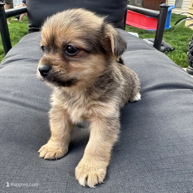 Tito – Pomeranian, Shih Tzu puppy for sale in Chesterfield, MI