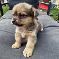 Tito, a male Pomeranian and Shih Tzu for sale in Chesterfield, MI – 1 of 4