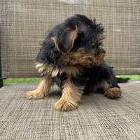 Pauly, a male Yorkshire Terrier for sale in Chesterfield, MI – 4 of 7