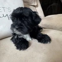 Benny, a male Yorkipoo for sale in Chesterfield, MI – 3 of 5