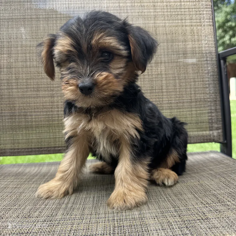 Chase – Yorkshire Terrier puppy for sale in Chesterfield, MI