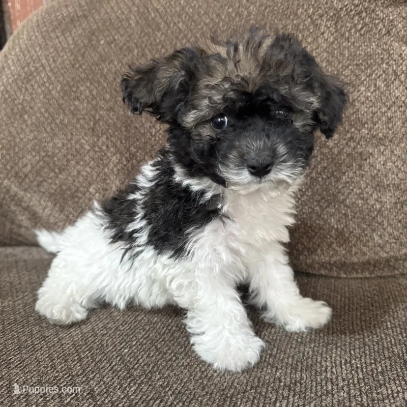 Carmela – Havapoo puppy for sale in Chesterfield, MI