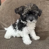 Carmela, a female Havapoo for sale in Chesterfield, MI – 1 of 6