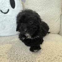 Carly, a female Poodle - Miniature  for sale in Chesterfield, MI – 2 of 7