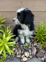 Alex, a male Miniature Aussiedoodle for sale in Chesterfield, MI – 3 of 4