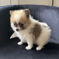 Tina , a female Pomeranian for sale in Chesterfield, MI – 2 of 6