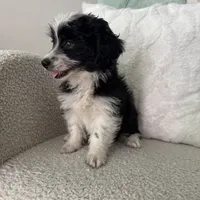 Alan, a male Poodle - Miniature  and Miniature Australian Shepherd for sale in Chesterfield, MI – 5 of 5
