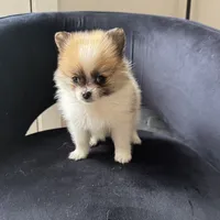 Tina , a female Pomeranian for sale in Chesterfield, MI – 6 of 6