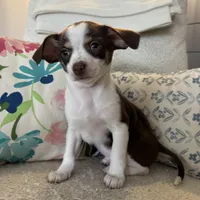 luke, a male Chihuahua for sale in Chesterfield, MI – Photo 1 of 4