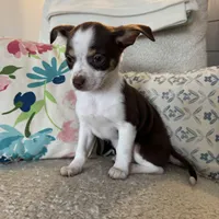 luke, a male Chihuahua for sale in Chesterfield, MI – Photo 3 of 4