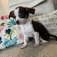 luke, a male Chihuahua for sale in Chesterfield, MI – Photo 4 of 4