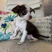 luke, a male Chihuahua for sale in Chesterfield, MI – Photo 2 of 4