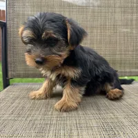 Pauly, a male Yorkshire Terrier for sale in Chesterfield, MI – 2 of 7