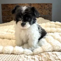 Gracie, a female Pomeranian and Shih Tzu for sale in Chesterfield, MI – 1 of 7