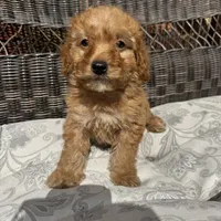 Chucky , a male Poodle - Miniature  for sale in Chesterfield, MI – 1 of 8