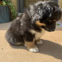 Chandler , a male Miniature Australian Shepherd for sale in Chesterfield, MI – 6 of 6