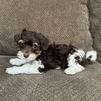 Paulie, a male Havapoo for sale in Chesterfield, MI – 6 of 6