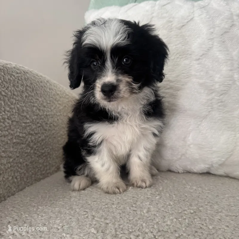 Alan – Miniature Aussiedoodle puppy for sale in Chesterfield, MI