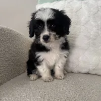 Alan, a male Miniature Aussiedoodle for sale in Chesterfield, MI – 1 of 7