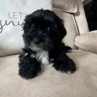 Benny, a male Yorkipoo for sale in Chesterfield, MI – 5 of 5