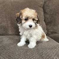 Adriana, a female Havapoo for sale in Chesterfield, MI – 4 of 7