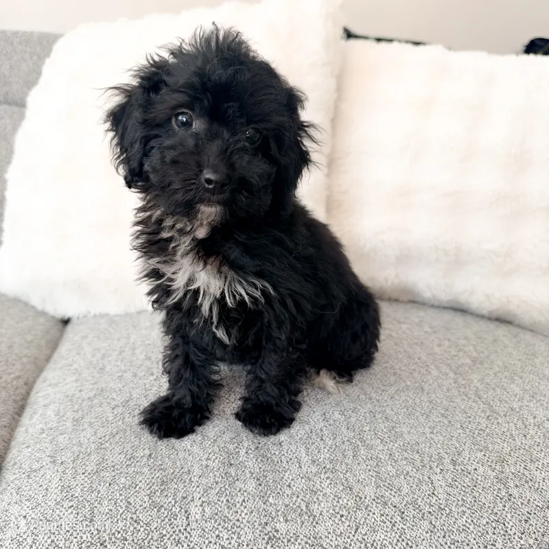 Carly – Poodle - Miniature  puppy for sale in Macomb, MI