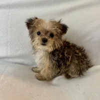 Petey, a male Shorkie for sale in Chesterfield, MI – Photo 2 of 4