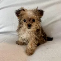 Petey, a male Shorkie for sale in Chesterfield, MI – Photo 1 of 4