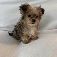 Petey, a male Shorkie for sale in Chesterfield, MI – Photo 3 of 4