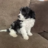 Tony, a male Havapoo for sale in Chesterfield, MI – 4 of 8