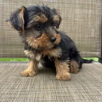 Max, a male Yorkshire Terrier for sale in Chesterfield, MI – 3 of 7