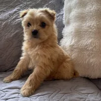 Bailey, a male Shih Tzu and Yorkshire Terrier for sale in Chesterfield, MI – Photo 3 of 4