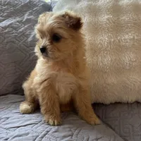 Bailey, a male Shih Tzu and Yorkshire Terrier for sale in Chesterfield, MI – Photo 2 of 4