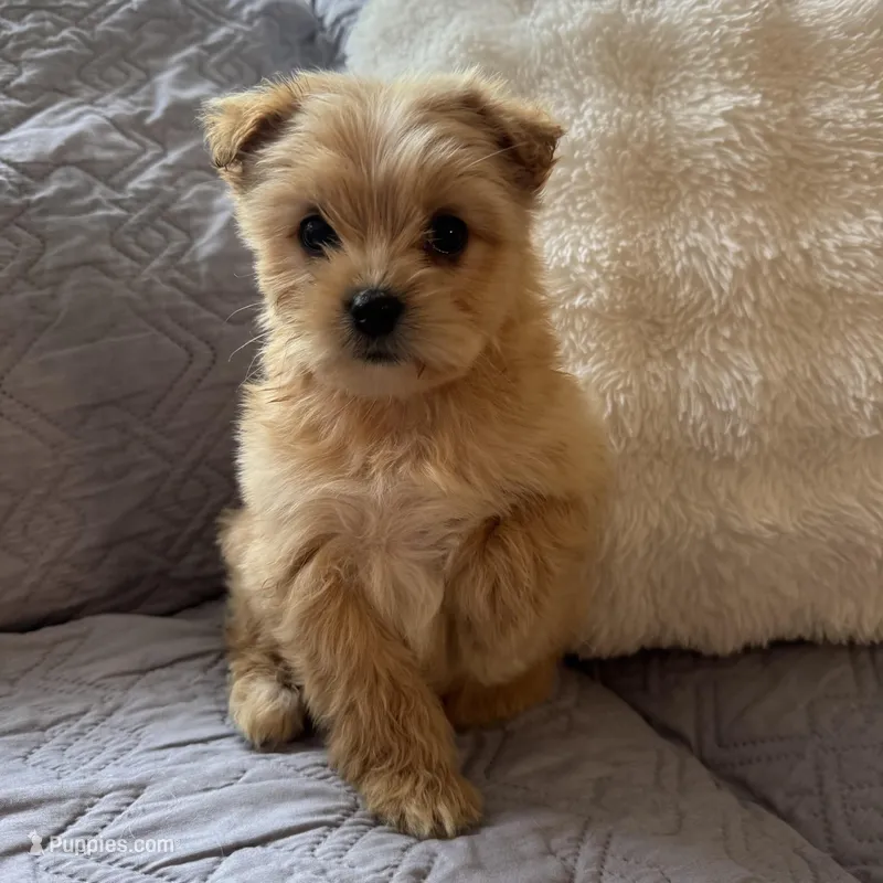 Bailey – Shih Tzu, Yorkshire Terrier puppy for sale in Chesterfield, MI