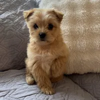 Bailey, a male Shih Tzu and Yorkshire Terrier for sale in Chesterfield, MI – Photo 1 of 4