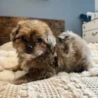 Sasha, a female Pomeranian and Shih Tzu for sale in Chesterfield, MI – 6 of 6