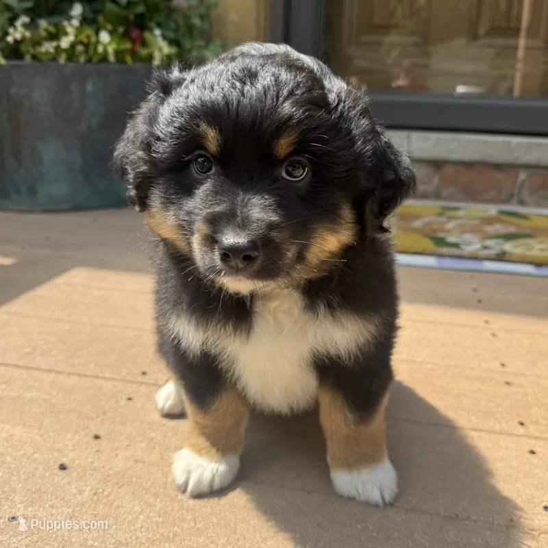 Chandler  – Miniature Australian Shepherd puppy for sale in Chesterfield, MI