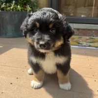 Chandler , a male Miniature Australian Shepherd for sale in Chesterfield, MI – 1 of 6