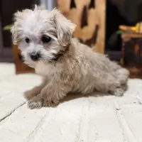 Dexter, a male Maltese and Yorkshire Terrier for sale in Macomb, MI – 5 of 8