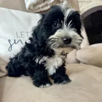 Carl , a male Yorkipoo for sale in Chesterfield, MI – 2 of 3