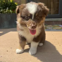 Rachel , a female Miniature Australian Shepherd for sale in Chesterfield, MI – 4 of 5